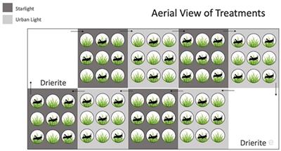 Effects of Low-Level Artificial Light at Night on Kentucky Bluegrass and an Introduced Herbivore